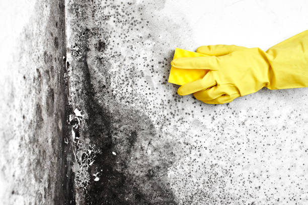 Best Local Mold Removal Service  in Mineville, NY