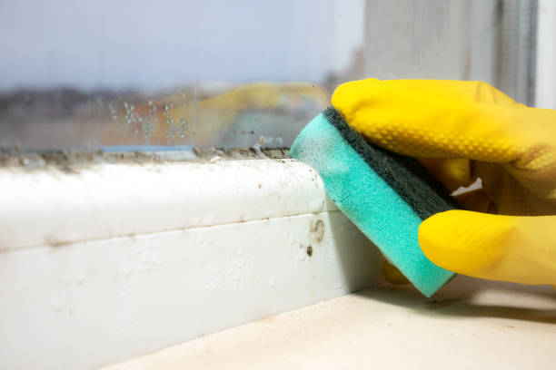 Best Attic Mold Removal  in Mineville, NY