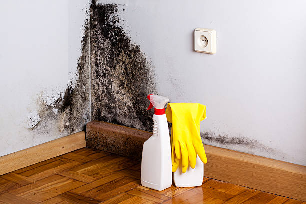 Office Mold Removal Services in Mineville, NY