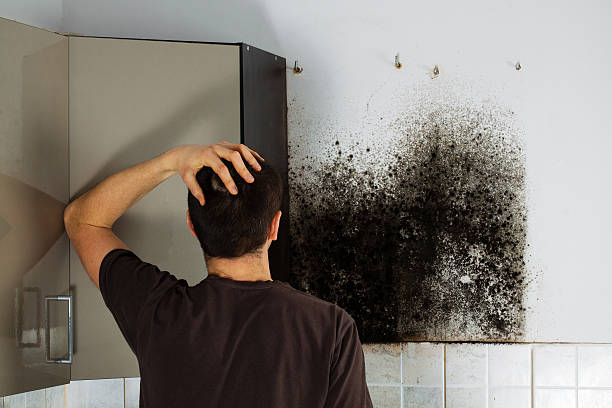 Best Mold Removal Near Me  in Mineville, NY