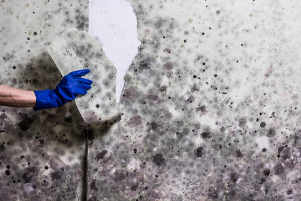 Best Fast Mold Removal  in Mineville, NY