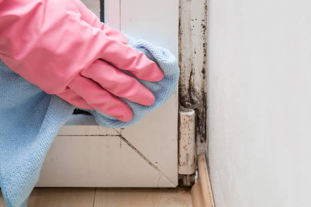 Best Mold Remediation  in Mineville, NY