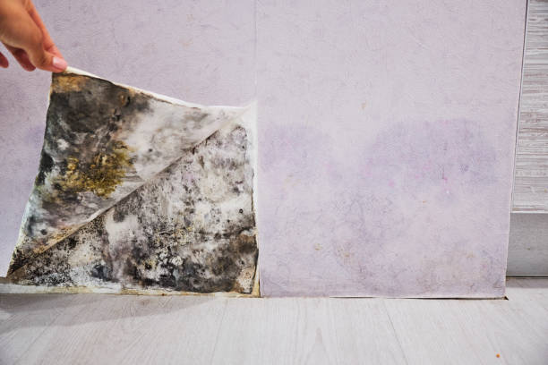 Best Mold Damage Repair  in Mineville, NY
